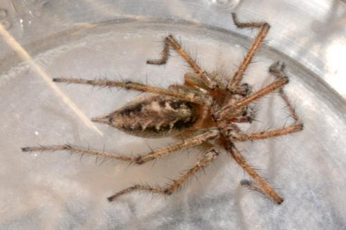 Agelena labyrinthica